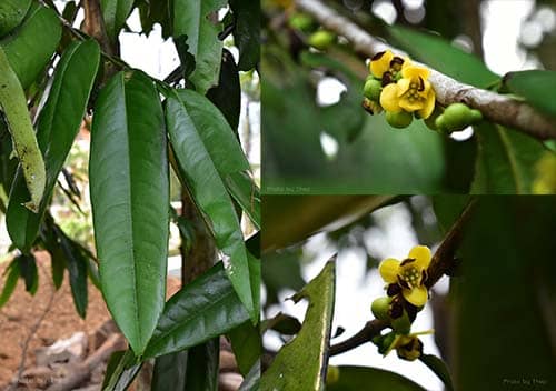 Sang mây Sageraea elliptica