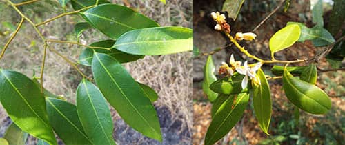 Săng ớt rắn có tên khao học: Xanthophyllum colubrinum Gagn.