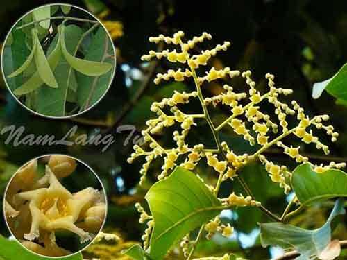 Sao đen có tên khoa học: Hopea odorata