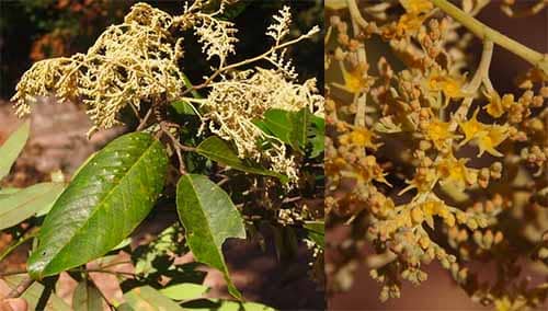 Sao xanh có tên khoa học: Hopea helferi (Dyer) Brandis