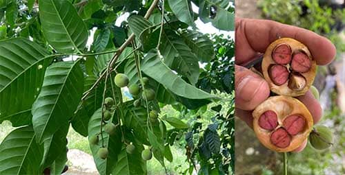 Sấu tía có tên khoa học: Sandoricum koetjape (Burm. f.) Merr.