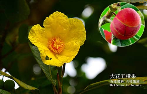 Sổ bông vụ: Dillenia turbinata