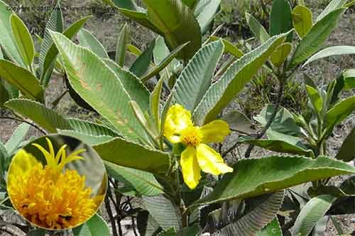 Sổ hooker Dillenia hookeri