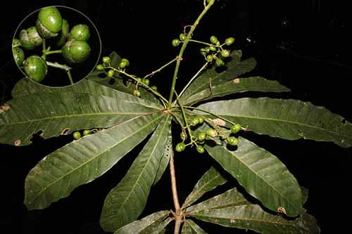 Sưng có đuôi  Semecarpus caudata