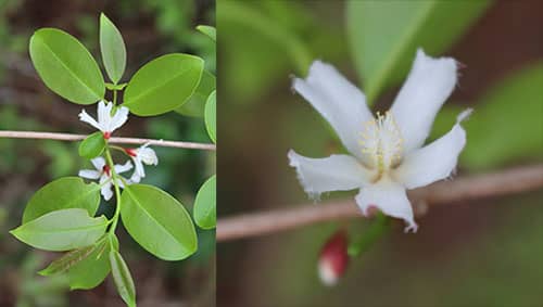 Thành nganh đẹp có tên khoah học: Cratoxylum formosum (Jacq.) Benth. & Hook.f. ex Dyer.