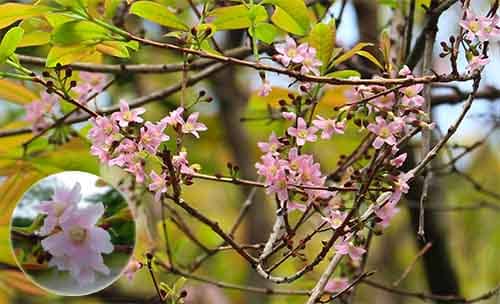 Thành ngành lá đào có tên khoa học: Cratoxylum formosum subsp. punifolium (Kurz) Gog