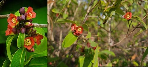 Thành ngạnh nam có tên khoa học: Cratoxylum cochinchinense (Lour.) Blume