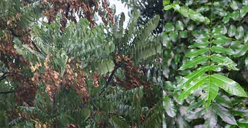 Thanh thất có tên khoa học: Ailanthus triphysa (Dennst.) Alst.