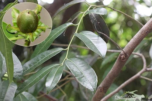 Thị đài dúng có tên khoa học: Diospyros pilosanthera Blanco