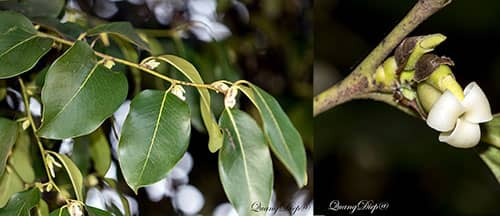 Thị dẻ có tên khoa học: Diospyros castanea