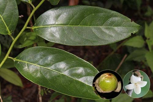 Thị dợn có Tên khoa học: Diospyros undulata Wall. ex G.Don