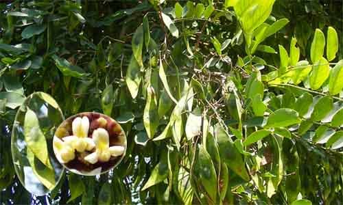 Trắc đen có tên khoa học: Dalbergia lanceolaria subsp. paniculata (Roxb.) Thoth.