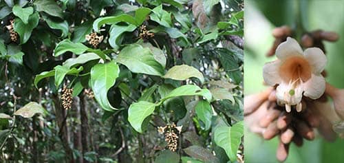 Trai chùm có tên khoa học: Fagraea racemosa Jack.