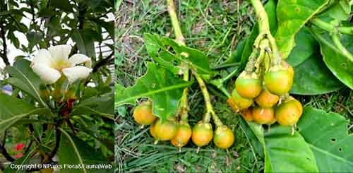 Trai tai có tên khoa học: Fagraea auriculata Jack.