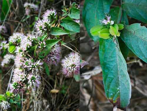 Trâm bầu lông Combretum pilosum