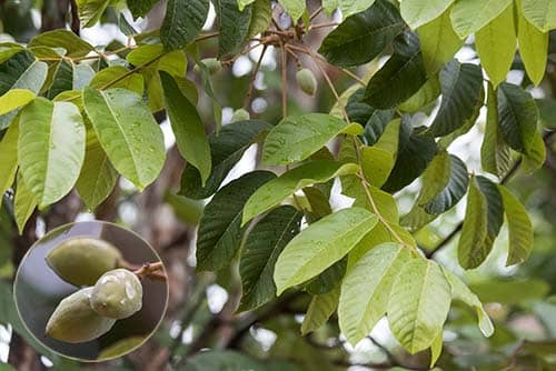 Trám lá đỏ Canarium subulatum