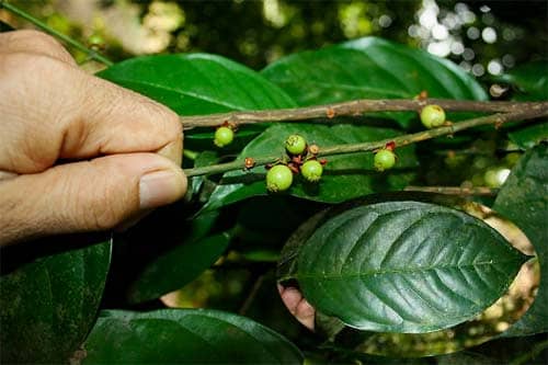 Vàng nghệ Garcinia gaudichaudii