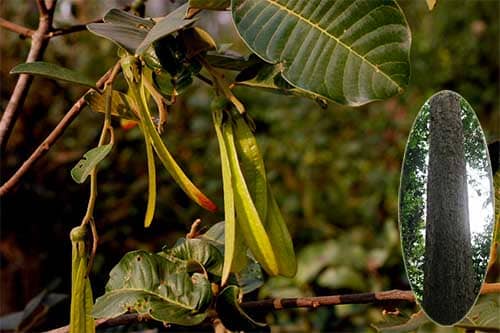 Vên vên  Anisoptera costata