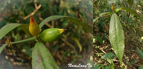 Xăng mã răng có tên khoa học: Carallia suffruticosa Ridl.