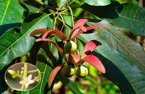 Xuân thôn nhiều hoa Swintonia floribunda