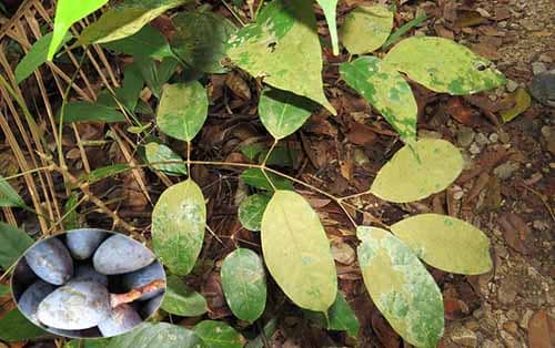 Xuyên mộc  Dacryodes rostrata