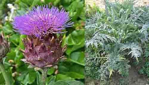 Actiso - Cynara scolymus 