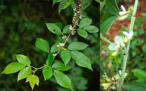 Ba chẽ Dendrolobium triangulare