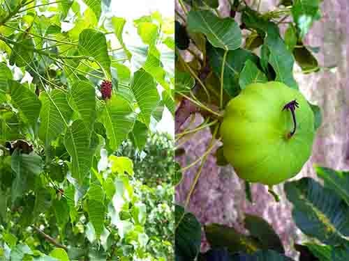 Ba đậu tây Hura crepitans