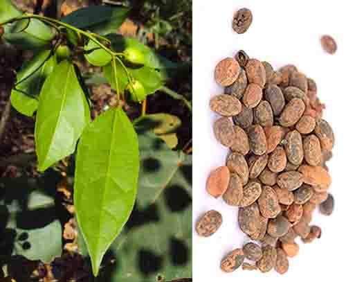  Ba đậu Croton tiglium