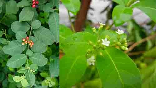Ba gạc bốn lá Rauvolfia tetraphylla