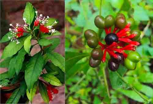 Ba gạc hoa đỏ Rauvolfia serpentina