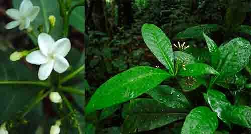 ba gạc lá vòng Rauvolfia verticillata
