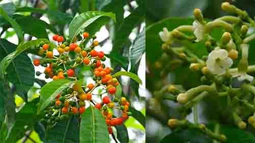 Ba gạc phú thọ Rauvolfia vomitoria