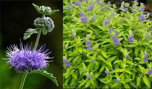 Bạc hà núi: Caryopteris incana
