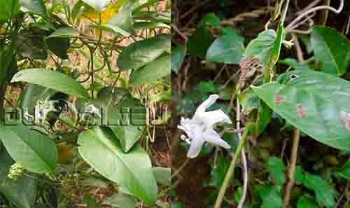 Bạc thau - Argyreia acuta