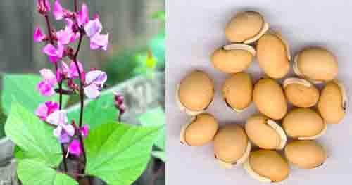 Bạch biển đậu Dolichos lablab