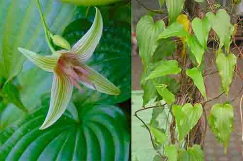 Bách bộ Stemona tuberosa