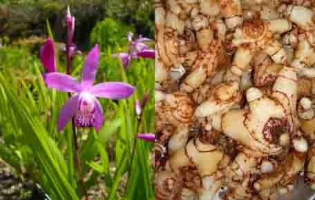 Bạch cập Bletilla striata