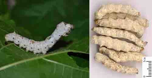 Bạch cương tằm Bombyx Botryticatus