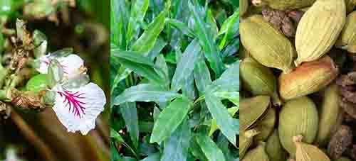 Bạch đậu khấu Elettaria cardamomum