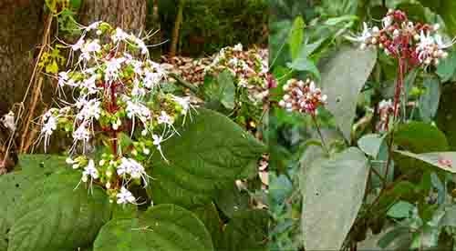 Bạch đồng nữ Clerodendrum infortunatum