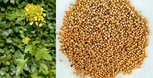 Bạch giới tử Sinapis alba