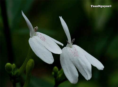 Cây bạch hạc Rhinacanthus communis
