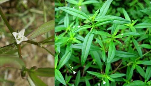 Bạch hoa xà thiệt thảo Hedyotis diffusa