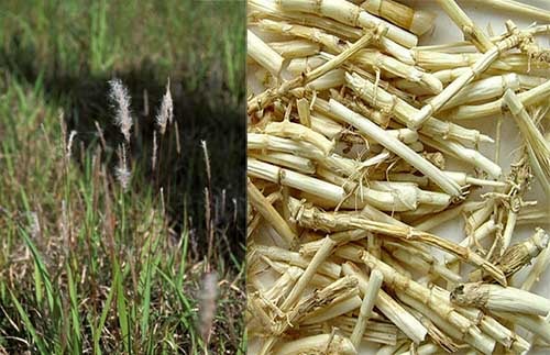 Bạch mao căn Imperata cylindrica