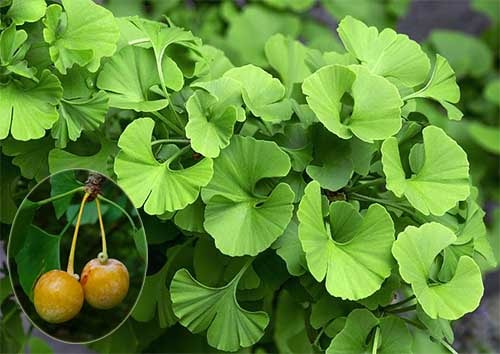 Bạch quả Ginkgo biloba