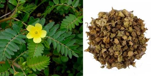 Bạch tật lê Tribulus terrestris