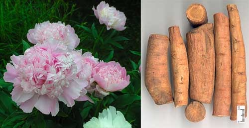 Bạch thược Paeonia lactiflora