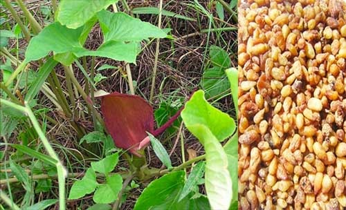 Bán hạ nam Typhonium trilobatum