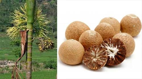 Binh lang - cây cau Areca catechu
